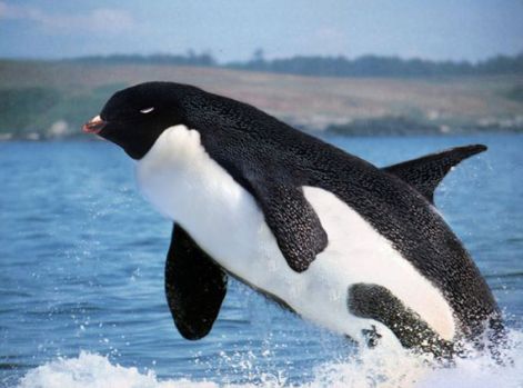 pinguu.jpg